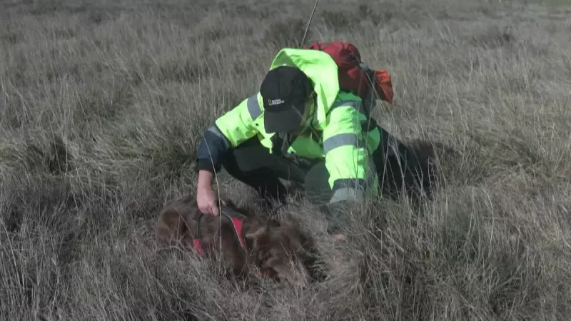 Cães farejadores são treinados para proteger tartarugas ameaçadas de extinção na África do Sul