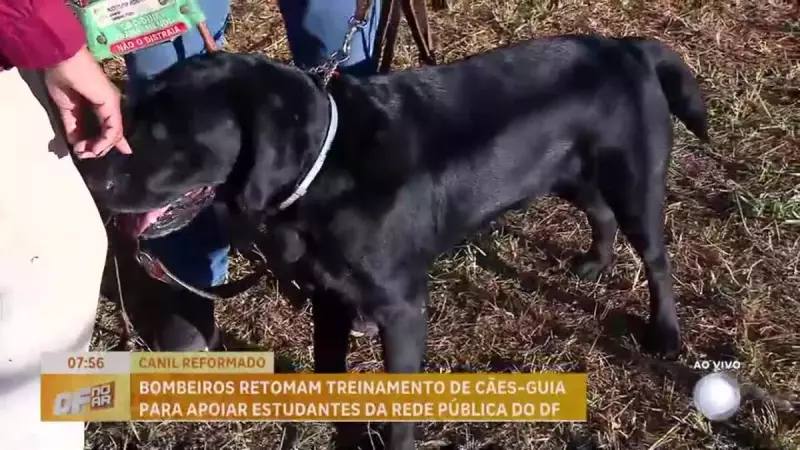 Cães-guia voltam a treinar no DF para transformar vidas de estudantes com deficiência visual