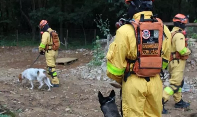 Cães heróis: conheça as habilidades incríveis dos animais usados em resgates pelos bombeiros
