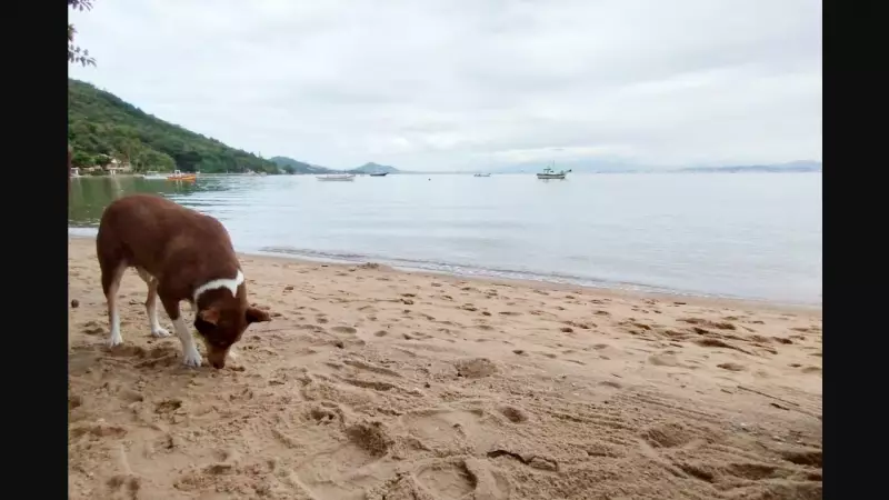 Cães nas praias de SC: estudo da UFSC revela impactos e necessidade de fiscalização