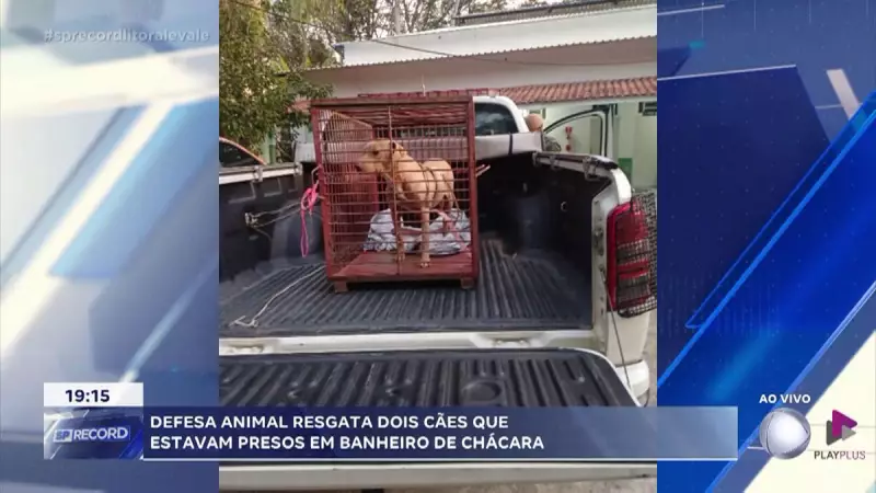 Cães resgatados após ficarem presos em banheiro de chácara em Pindamonhangaba - SP