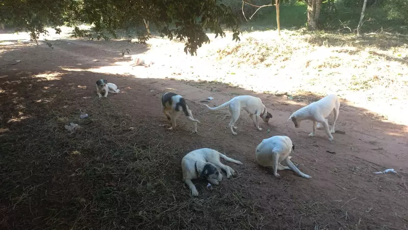 Cães resgatados de chácara em Avaré viviam em condições deploráveis com lixo e fezes