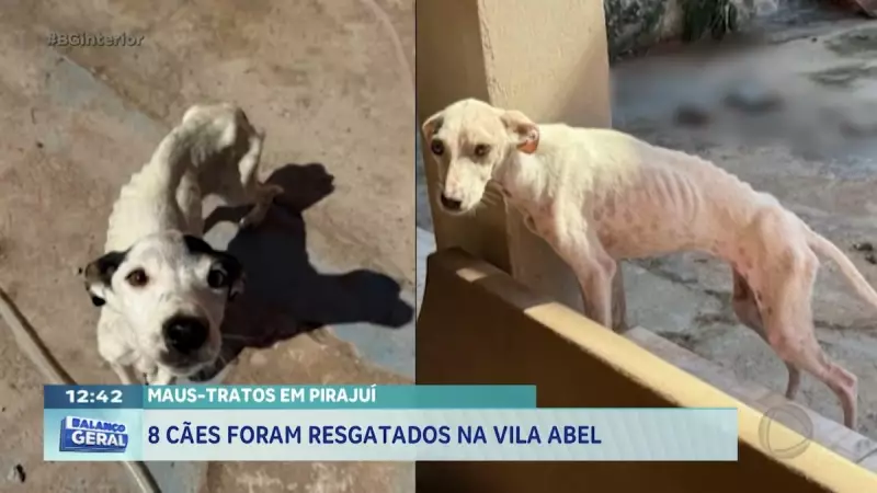 Cães resgatados em Pirajuí: Caso de maus-tratos choca moradores da Vila Isabel