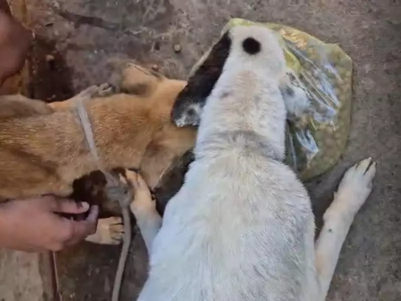 Cães resgatados em Pirapozinho: tutora alega dificuldades financeiras e situação choca