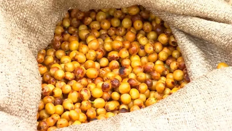 Café brasileiro no olho do furacão: EUA podem impor tarifas e abalar mercado global