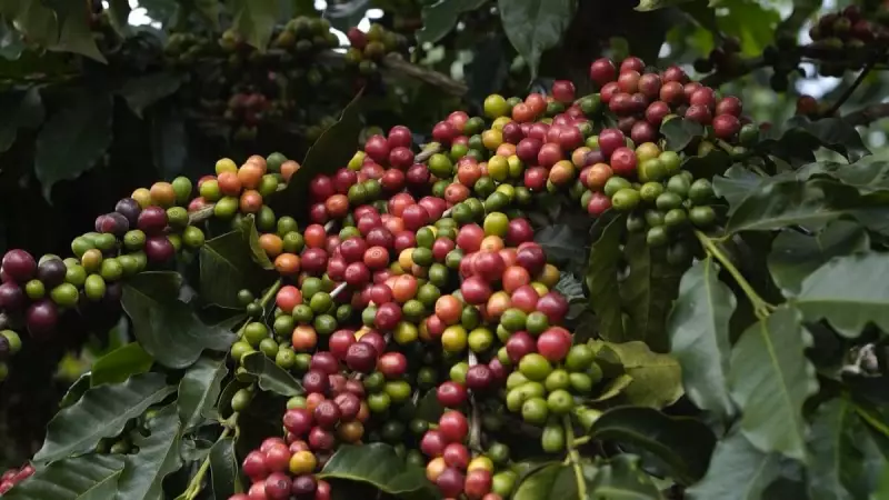 Café brasileiro pode escapar de tarifas de Trump, afirma diretor do Cecafé