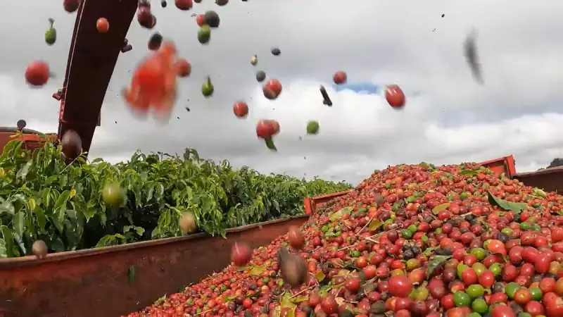 Café de qualidade: Cooxupé já colheu mais da metade da safra 2024/25!