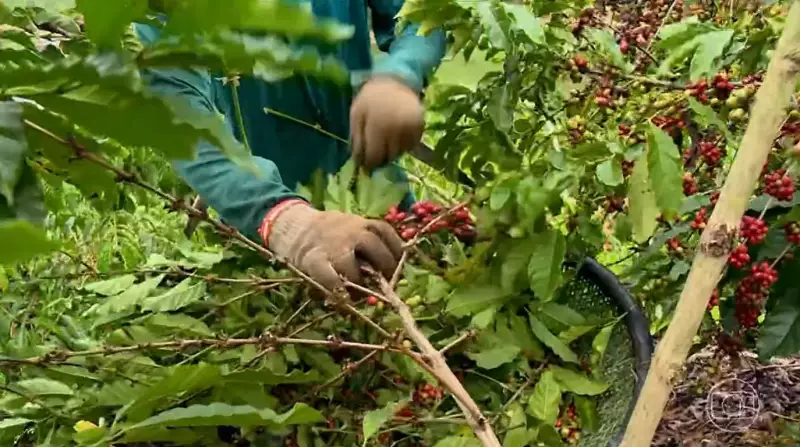 Café mais caro: produtores de Bragança Paulista sofrem com tarifação de 50%
