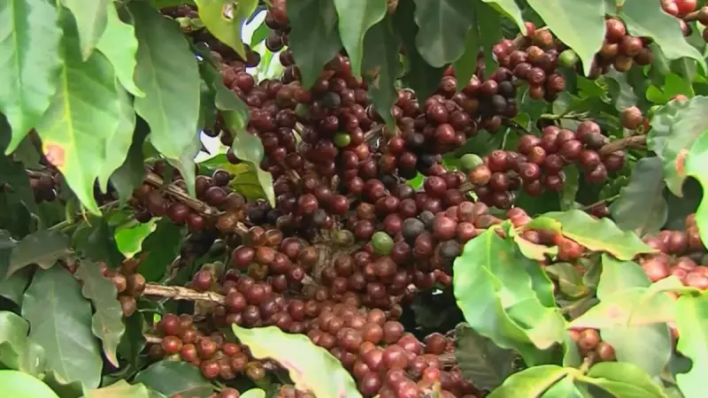 Café mineiro em risco: sobretaxa de 50% pode arruinar competitividade do setor