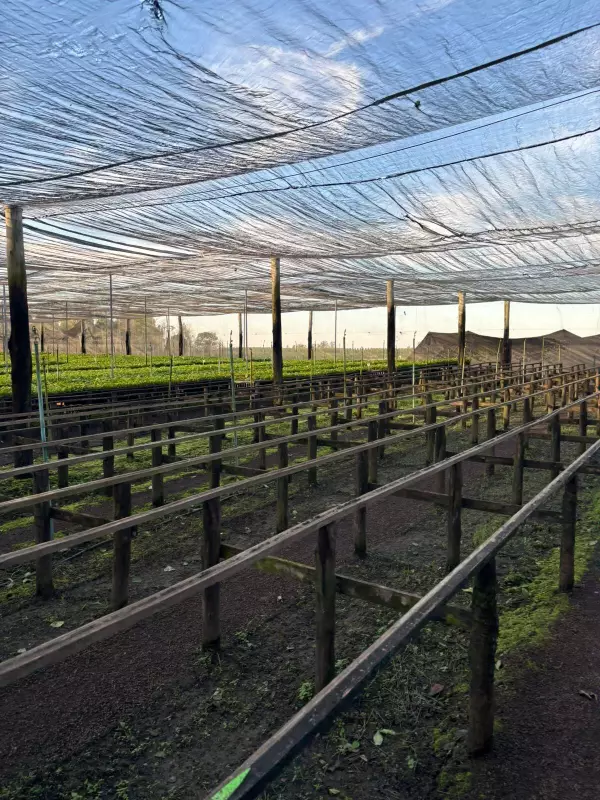 Café no Espírito Santo: Sustentabilidade e Inovação Transformam o Agronegócio