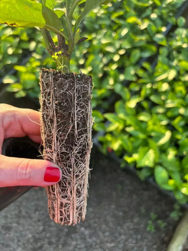 Café Sustentável: Os Desafios e Oportunidades para o Agronegócio Brasileiro