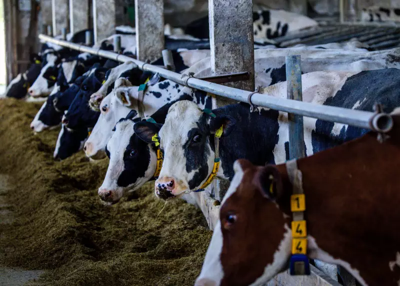 Calor extremo ameaça produção global de leite: entenda os impactos