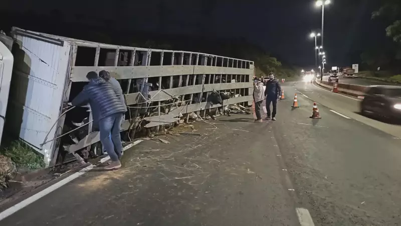 Caminhão carregado de bois tomba no Anel Rodoviário de BH e causa transtornos