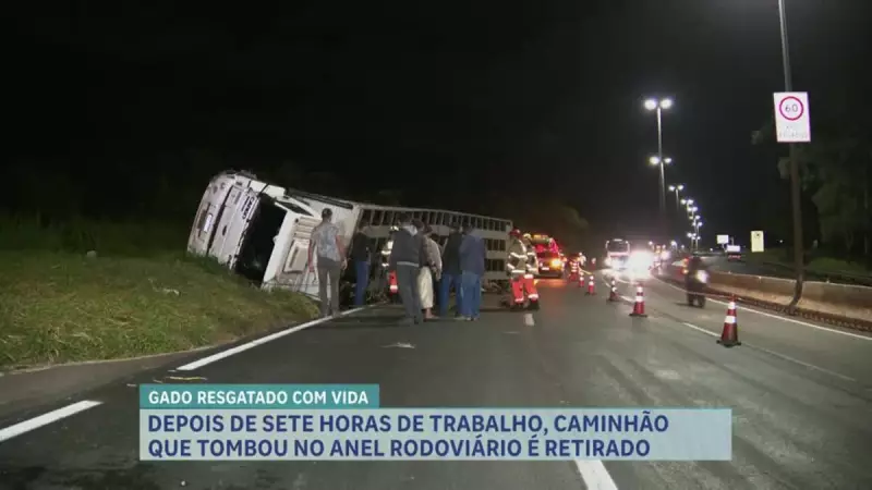 Caminhão de bois tomba no Anel Rodoviário de BH e causa transtornos por sete horas