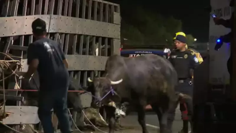 Caminhão tomba no Anel Rodoviário de BH com animais vivos: veja o resgate