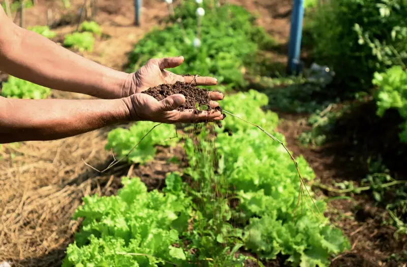Campinas abre consulta pública para o II Plano de Segurança Alimentar e Nutricional