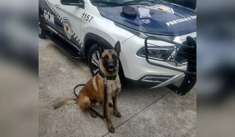 Cão da GCM imobiliza e ajuda a prender homem com cocaína em Sorocaba