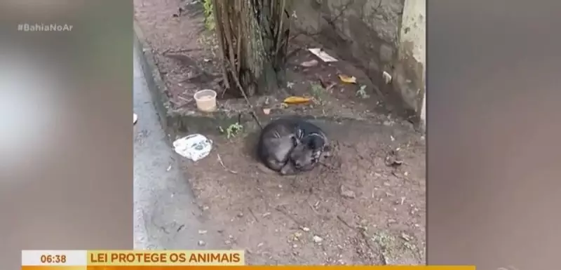 Cão da raça Pitbull é resgatado após ser abandonado sob chuva forte na Bahia