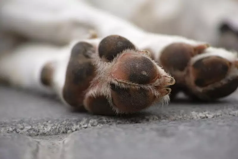 Cão de rua é baleado em Camboriú: resgatado, mas não resiste aos ferimentos