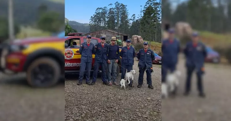 Cão desaparecido há 11 dias é resgatado com operação de rapel em mata de SC — veja o emocionante momento