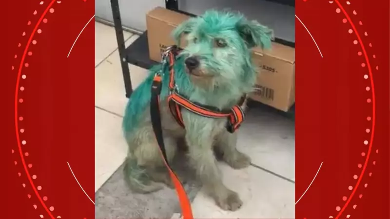 Cão é pintado com tinta no Paraná: polícia investiga caso de maus-tratos que chocou a região