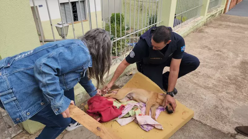 Cão ferido é resgatado em Limeira e caso levanta suspeita de maus-tratos