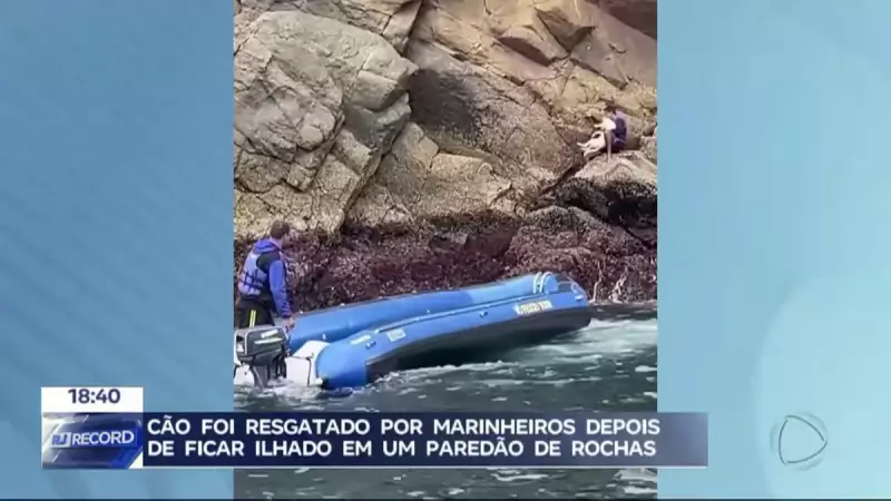 Cão idoso resgatado de paredão de pedras em Arraial do Cabo: história emocionante de sobrevivência