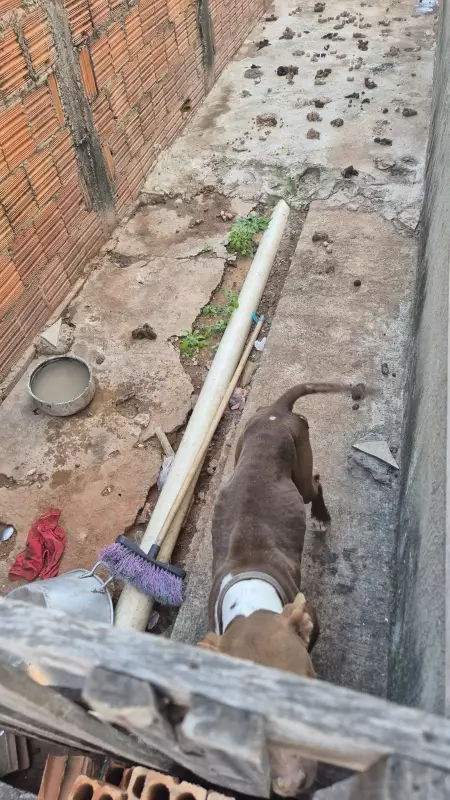 Cão sobrevive a 20 dias de abandono em corredor imundo em Presidente Prudente — veja o resgate emocionante