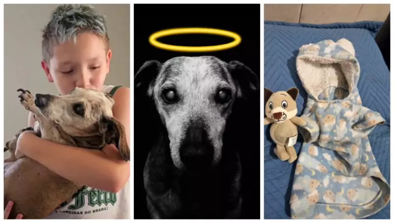 Cão Vovô, de 18 anos, que viralizou com homenagem do tutor, morre no interior de SP