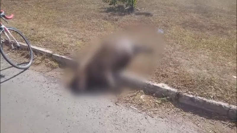 Capivara é encontrada morta em Samambaia: veja o que se sabe até agora