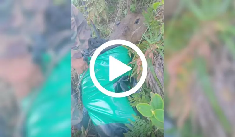 Capivara em apuros: resgate de helicóptero salva animal preso em penhasco em Florianópolis