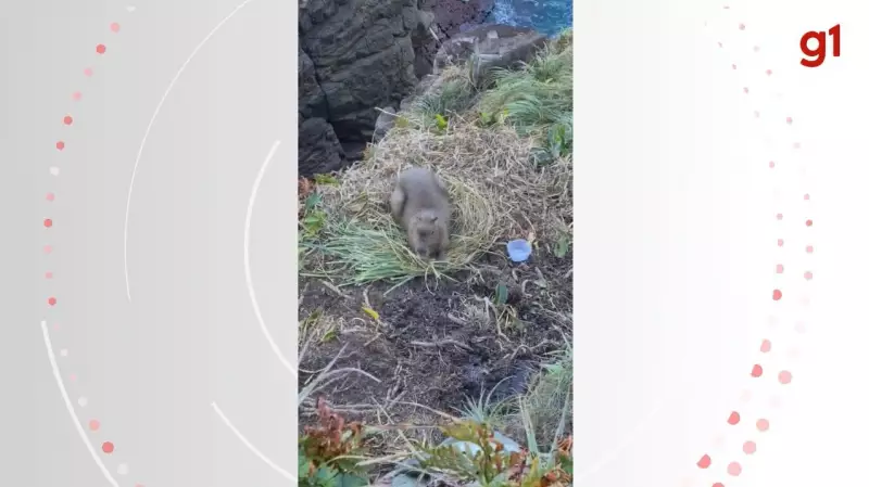 Capivara em apuros: resgate emocionante em penhasco de Florianópolis choca moradores
