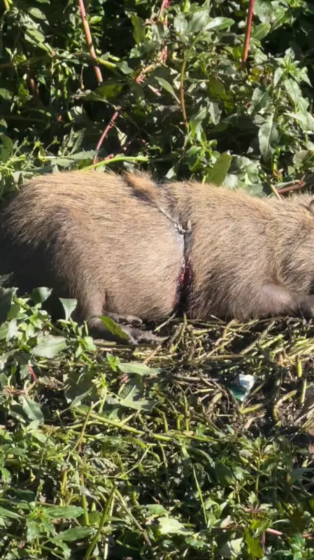 Capivara resgatada em Nova Friburgo com arame preso ao corpo mobiliza bombeiros e voluntários