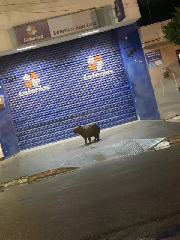 Capivara surpreende ao passear pelas ruas de São Domingos — veja o vídeo!