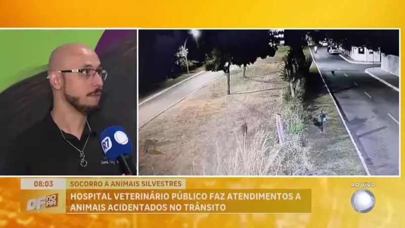 Capivaras atropeladas em Brasília aguardam cirurgia em hospital veterinário público