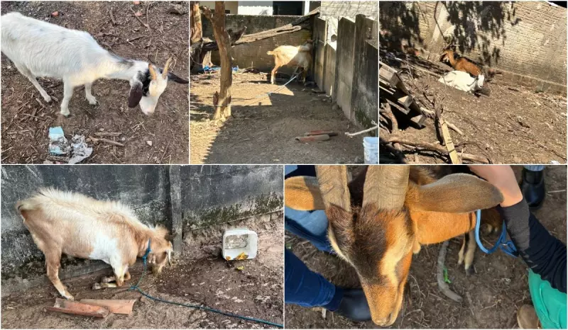 Caprinos resgatados em situação de maus-tratos em Botucatu: veja os detalhes