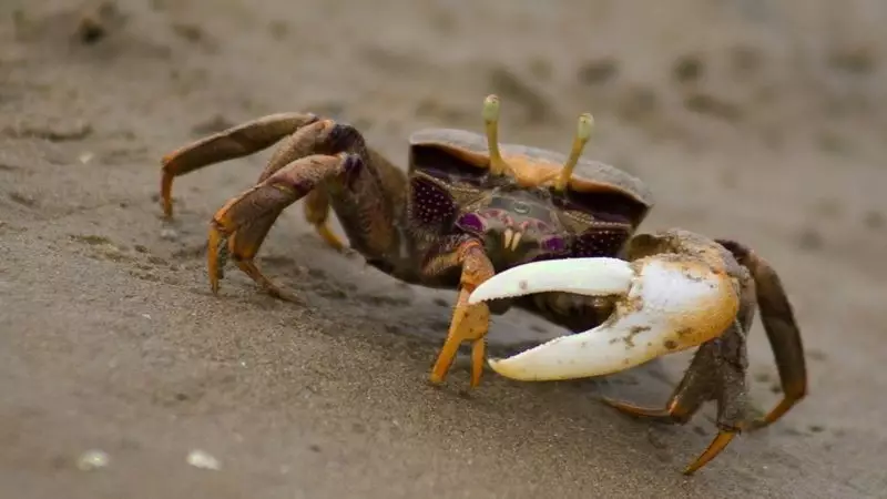 Caranguejos machos usam batucadas na areia para conquistar fêmeas: descubra esse ritual único!