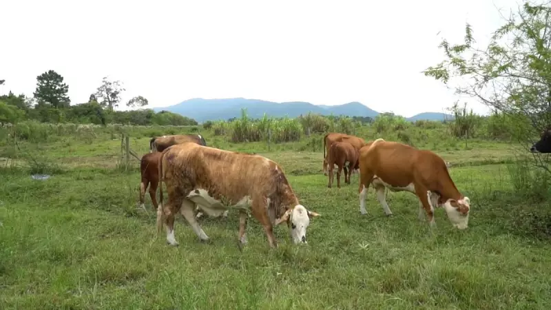 Carne sustentável do Pantanal se destaca e vira referência nacional
