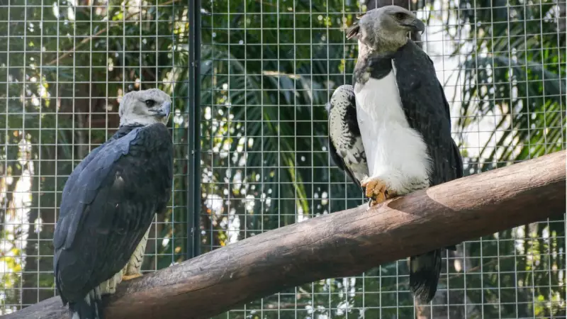Casal de Harpias, a maior ave de rapina do Brasil, estreia recinto no Zoobotânico de Rio Preto