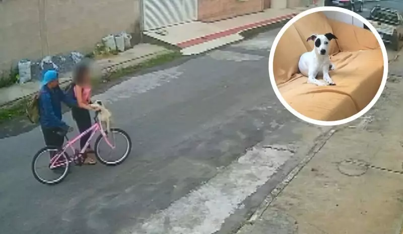 Casal é flagrado abandonando cachorro na Serra: imagens chocantes revelam crueldade