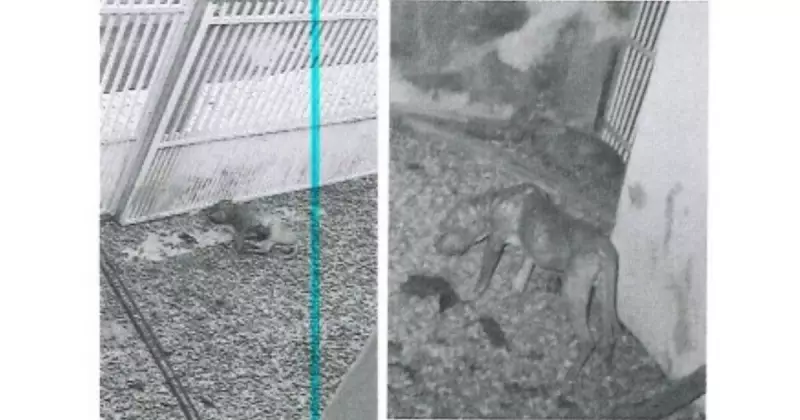 Casal é proibido de ter animais após maus-tratos a pitbulls em Joinville — Saiba os detalhes