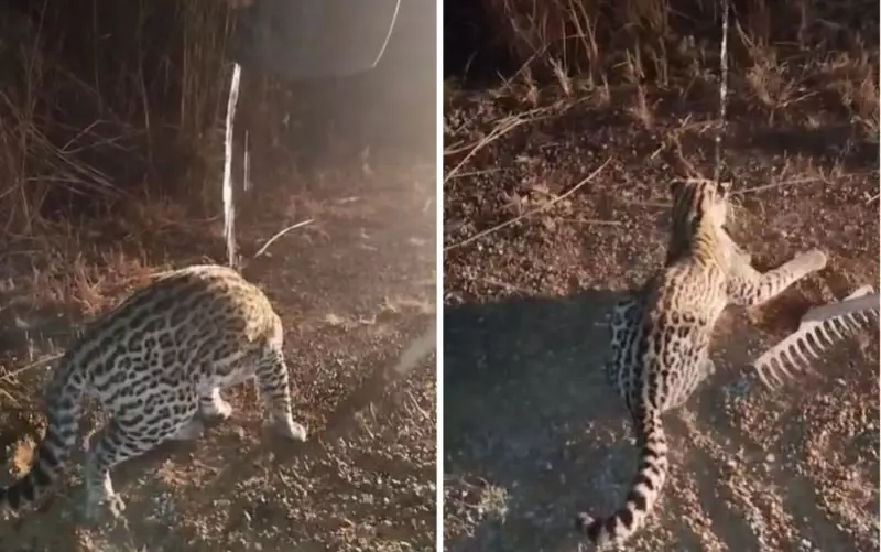 Casal resgata jaguatirica ferida em rodovia de Goiás e viraliza nas redes — Veja o vídeo!