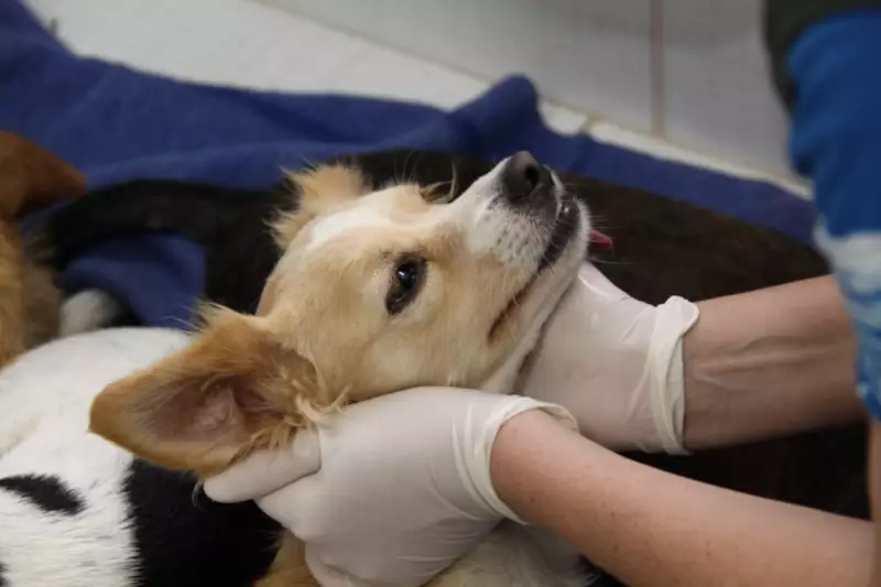 Castração gratuita em Blumenau: saiba como inscrever seu pet no mutirão