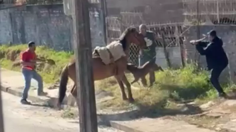 Cavalo amarrado é atacado por Pitbull em bairro residencial no Paraná; vídeo choca