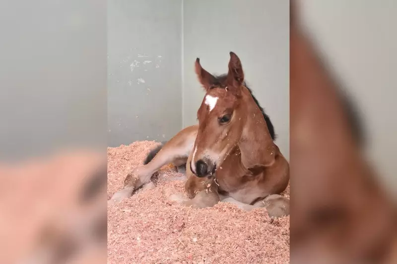 Cavalo campeão no hipismo é clonado em haras de SP em processo que custa mais de R$ 300 mil