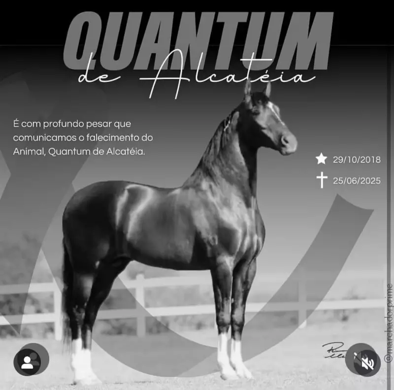 Cavalo de R$ 12 milhões morre em haras de Alagoas: suspeita de intoxicação por ração