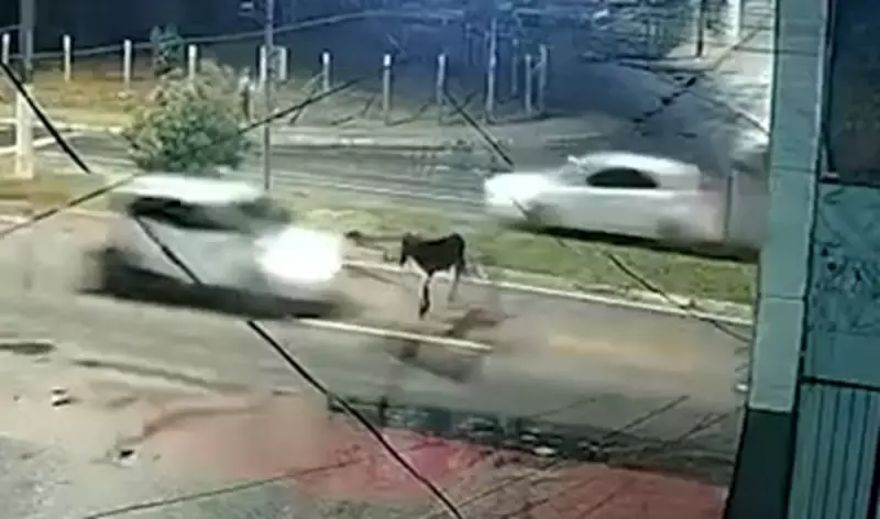 Cavalo é atropelado por carro em Maceió: veja o vídeo do acidente na Avenida Josefa de Melo