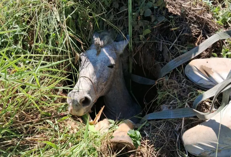 Cavalo fica preso em buraco na BR-116 em MG: resgate emocionante viraliza nas redes