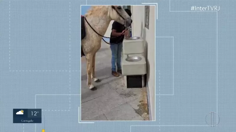 Cavalo 'invade' bebedouro público em Macaé e vira sensação nas redes sociais