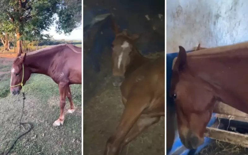 Cavalos morrem após consumir ração contaminada em São José da Bela Vista, SP